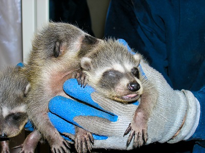 hands holding three
baby raccoons
